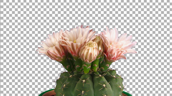 Time-lapse of blooming red cactus buds with ALPHA channel alt