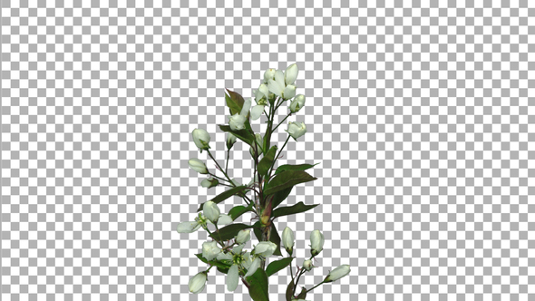 Time-lapse of blooming cherry branch with ALPHA channel alt