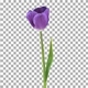 Time-lapse of opening purple tulip with ALPHA channel - VideoHive Item for Sale