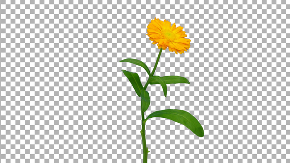 Time-lapse of opening calendula flower with ALPHA matte, Stock Footage