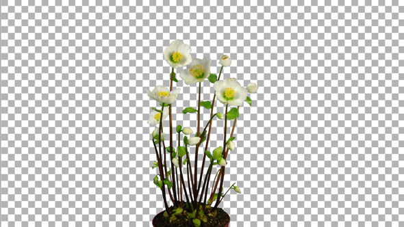 Time-lapse growing opening Helleborus Christmas rose with ALPHA channel alt