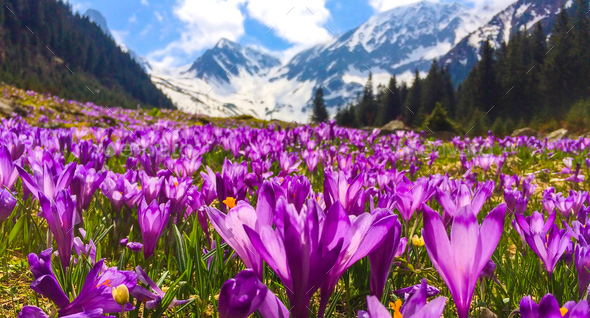 Field with flowers in mountain valley. Stock Photo by patruflo | PhotoDune