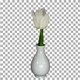 Time-lapse of opening white tulip in a vase with ALPHA channel - VideoHive Item for Sale