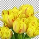 Time-lapse of opening yellow-red tulips in a vase with ALPHA channel - VideoHive Item for Sale
