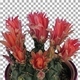 Time-lapse of blooming red cactus buds with ALPHA channel - VideoHive Item for Sale