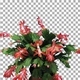 Time-lapse of growing and blooming pink Christmas cactus with ALPHA channel - VideoHive Item for Sale