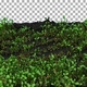 Time-lapse of growing clover plants with ALPHA channel - VideoHive Item for Sale