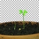 Time-lapse of growing cress plants with ALPHA channel - VideoHive Item for Sale