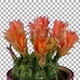 Time lapse of blooming red cactus buds with ALPHA channel - VideoHive Item for Sale