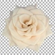 Time lapse of opening bone white Medeo rose with ALPHA channel, top view - VideoHive Item for Sale