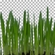 Time lapse of germinating barley seeds with ALPHA channel - VideoHive Item for Sale