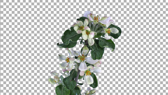 Time lapse of blooming apple branch with ALPHA channel alt
