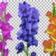 Time lapse of opening gladiolus flowers with ALPHA channel - VideoHive Item for Sale