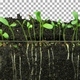 Time lapse of growing alfalfa vegetables and roots with ALPHA channel - VideoHive Item for Sale
