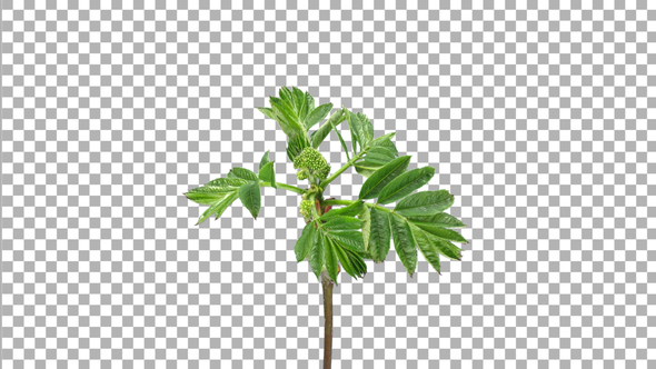 Time lapse of growing aronia branch with ALPHA channel alt