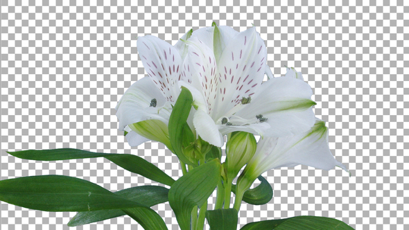 Time lapse of growing, opening and rotating white Peru lily flower with ALPHA channel alt