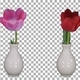 Time lapse of opening pink and red tulips in a vase with ALPHA channel - VideoHive Item for Sale
