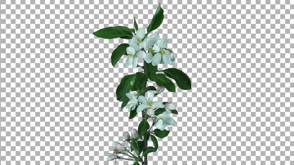 Time lapse of rotating and opening apple branch with ALPHA channel alt