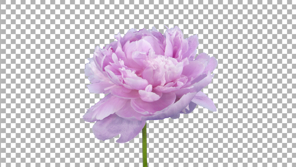 Time lapse of growing, opening and rotating pink Peony flower with ALPHA channel alt