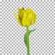 Time lapse of growing, opening and rotating yellow tulip with ALPHA channel - VideoHive Item for Sale