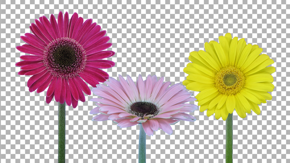Time-lapse of opening gerbera flowers with ALPHA channel alt