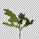 Time-lapse of drying Oak leaves with ALPHA channel Time-lapse of drying Oak leaves with ALPHA channel - VideoHive Item for Sale