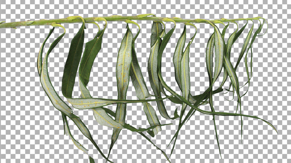 Time lapse of drying Willow leaves with ALPHA channel alt