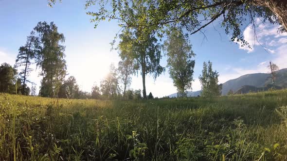 Sunny Rural Meadow at Mountain Landscape with Green Grass, Trees and Sun Rays. Diagonal Movement on alt