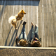High angle view of multi-ethnic couple with dog relaxing on boardwalk outdoors - PhotoDune Item for Sale