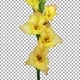 Time lapse of opening yellow gladiolus flower with ALPHA channel - VideoHive Item for Sale