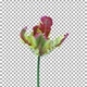Time lapse of opening French tulip with ALPHA channel - VideoHive Item for Sale