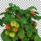 Time-lapse of growing, ripening and falling tomato with ALPHA channel - VideoHive Item for Sale
