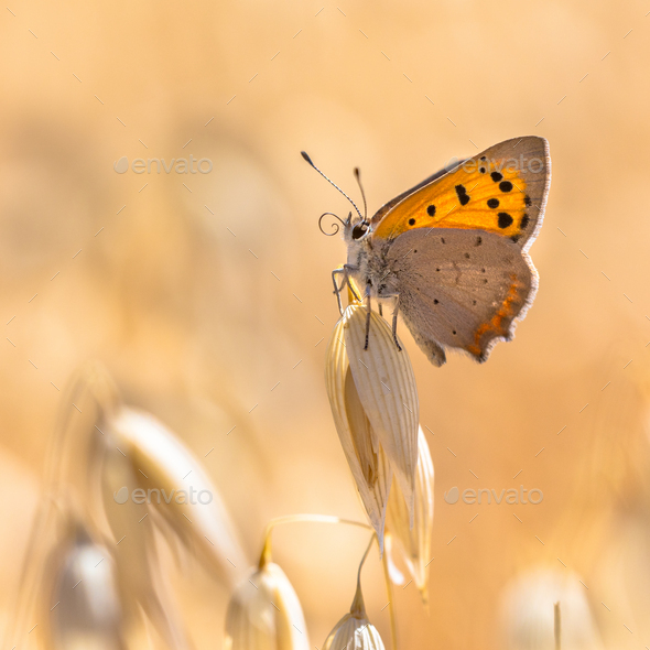 Small copper cereal field - Stock Photo - Images