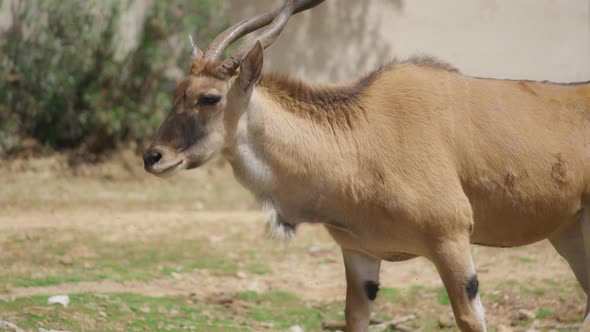 Wild Antelope Addax walking