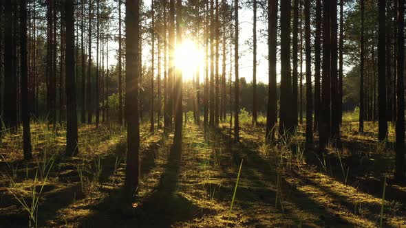 Beautiful landscape with Sunrise Sun at the Sunny Coniferous Forest