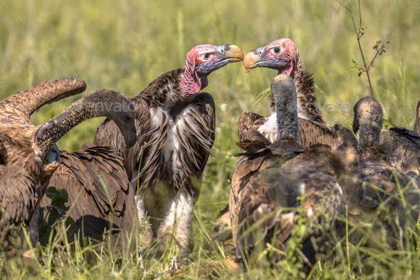 African vultures safari - Stock Photo - Images