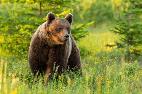 Majestic brown bear standing on meadow in summer nature - Stock Photo - Images