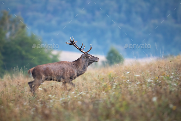 Majestic red deer walking on meadow in autumn mist - Stock Photo - Images