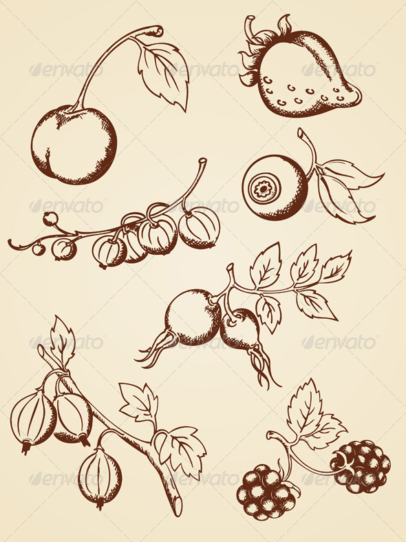 Hand Drawn Vintage Berries - Food Objects