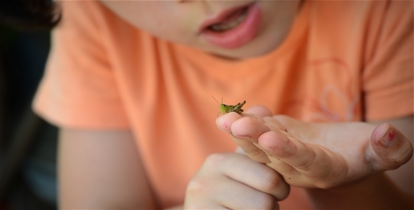 Grasshoper On Fingers 1