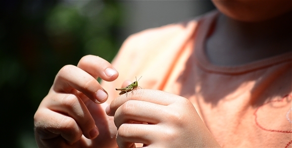 Grasshoper On Fingers 2