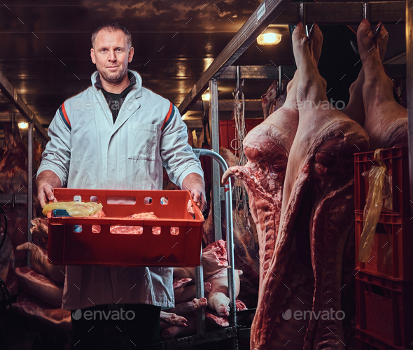 The butcher dressed in a white kitchen robe holds a plastic box with pork in a meat freezer storage factory.