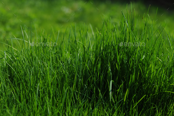 Just a beautifully cut field of summer grass