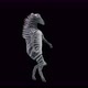 28 Zebra Dancing 4K - VideoHive Item for Sale