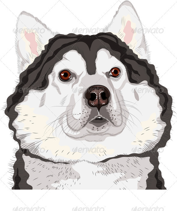 Dog  Alaskan Malamute Breed 