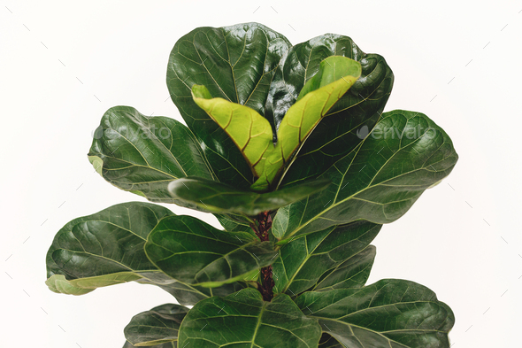 Ficus Lyrata. Beautiful fiddle leaf tree leaves on white background. Fresh new green leaves growing from fig tree, close up. Houseplant. Plants in modern interior room