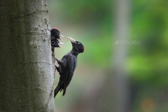 Black woodpecker mother feeding chicks on nest in tree - Stock Photo - Images