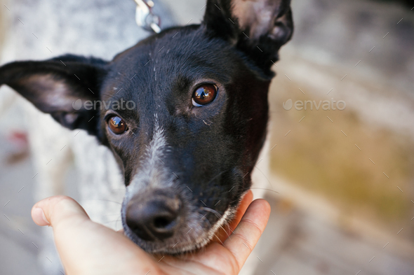 Portrait of cute scared dog walking next to volunteer in summer day. Adoption from shelter concept. Mixed breed black and white dog. Hand caressing Sweet dog in shelter with sad look