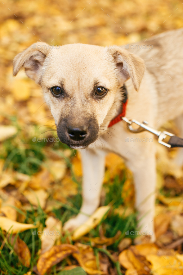 Cute scared dog walking next to volunteer in autumn park. Adoption from shelter concept. Mixed breed little yellow dog. Sweet little dog in shelter with sad look