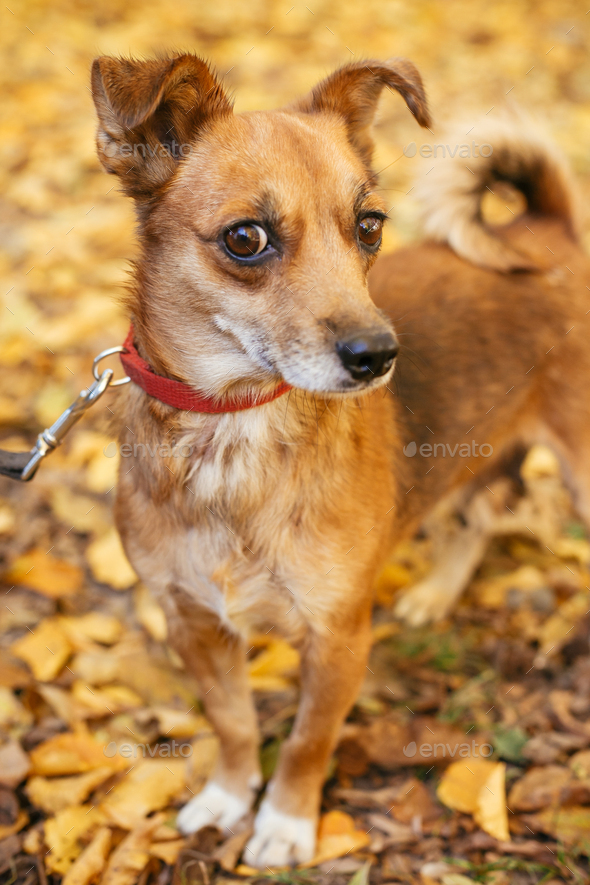 Cute scared dog walking next to volunteer in autumn park. Adoption from shelter concept. Mixed breed little yellow dog. Sweet little dog in shelter with sad look